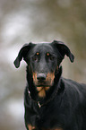 beauceron portrait