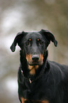 beauceron portrait