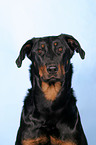 beauceron portrait