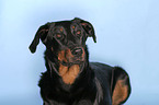 beauceron portrait