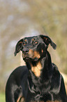 beauceron portrait