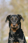 beauceron portrait