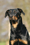 beauceron portrait