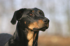 beauceron portrait