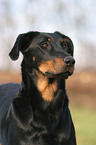 beauceron portrait