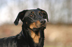 beauceron portrait