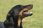 beauceron portrait