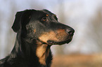 beauceron portrait