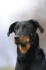 beauceron portrait