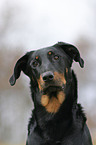 beauceron portrait