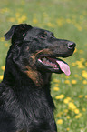 Beauceron Portrait