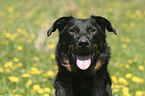 Beauceron Portrait