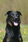 Beauceron Portrait