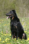 sitting Beauceron