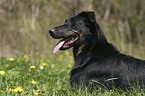 lying Beauceron