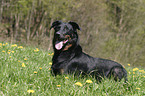 lying Beauceron