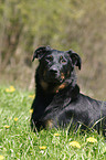 lying Beauceron