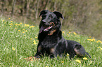 lying Beauceron