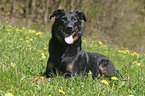 lying Beauceron