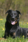 lying Beauceron