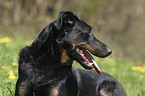 lying Beauceron