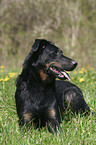 lying Beauceron