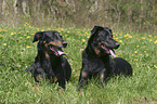 lying Beaucerons