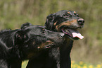 Beauceron Portrait