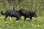 trotting Beaucerons