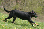 running Beauceron