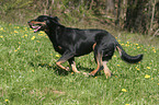 running Beauceron