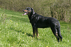 standing Beauceron