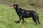 standing Beauceron