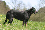 standing Beauceron