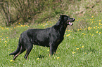 standing Beauceron