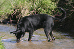 standing Beauceron