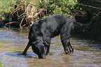 standing Beauceron