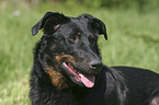 Beauceron Portrait