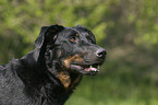 Beauceron Portrait