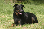 lying Beauceron