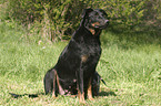 sitting Beauceron