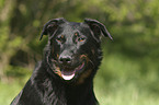 Beauceron Portrait