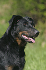 Beauceron Portrait