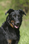 Beauceron Portrait