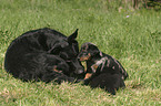 mother with puppies