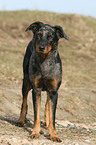 Beauceron