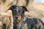 Beauceron Portrait