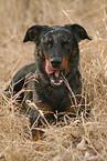 Beauceron