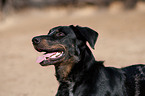 Beauceron Portrait