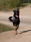 running Beauceron